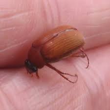 Attēlu rezultāti vaicājumam “Serica brunnea imago”