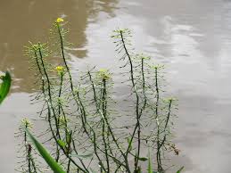 Attēlu rezultāti vaicājumam “Rorippa amphibia”