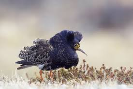 Attēlu rezultāti vaicājumam “Philomachus pugnax”