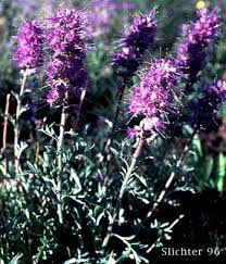 Attēlu rezultāti vaicājumam “Hydrophyllaceae”