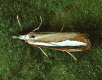 Attēlu rezultāti vaicājumam “Catoptria margaritella”