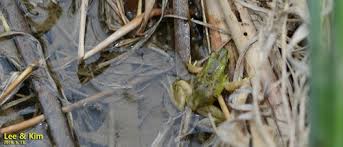 Attēlu rezultāti vaicājumam “Pelophylax juvenile”