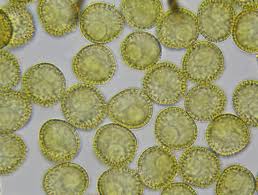 Attēlu rezultāti vaicājumam “Perichaena corticalis”