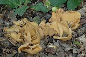 Attēlu rezultāti vaicājumam “Otidea onotica”