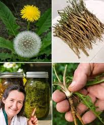 Attēlu rezultāti vaicājumam “Taraxacum officinale aggr. fruit”