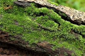 Attēlu rezultāti vaicājumam “Riccardia incurvata”