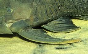 Attēlu rezultāti vaicājumam “Laccognathus panderi”