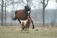 Horse - Wikipedia, the free encyclopedia