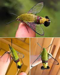 Image result for hawk moth