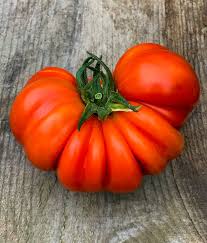 Afbeeldingsresultaat voor costoluto genovese tomato