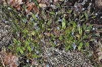 Attēlu rezultāti vaicājumam “Myosotis micrantha”