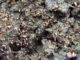 Attēlu rezultāti vaicājumam “Dibaeis baeomyces”