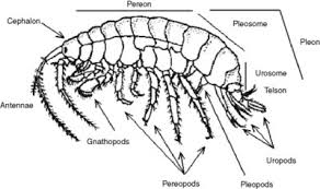 Attēlu rezultāti vaicājumam “Amphipoda”