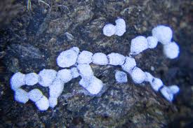 Attēlu rezultāti vaicājumam “Physarum pseudoalexandrowiczii”