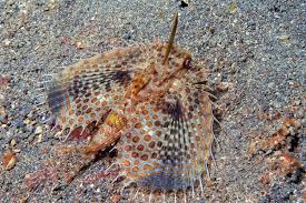 Image result for Dactylopterus volitans