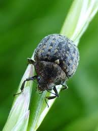 Attēlu rezultāti vaicājumam “Byrrhidae”