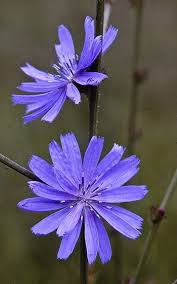 Attēlu rezultāti vaicājumam “Cichorium intybus flower”