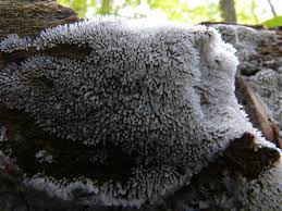 Attēlu rezultāti vaicājumam “Liceaceae”