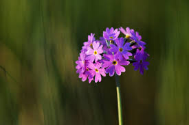 Attēlu rezultāti vaicājumam “Primula farinosa flower”