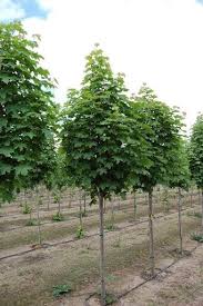 Attēlu rezultāti vaicājumam “Acer platanoides”