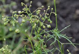 Attēlu rezultāti vaicājumam “Spergula arvensis”