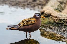 Attēlu rezultāti vaicājumam “Phalaropus fulicarius”