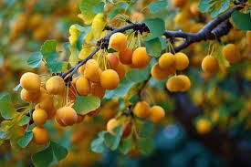 Attēlu rezultāti vaicājumam “Ginkgo biloba fruit”