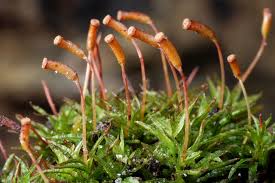 Attēlu rezultāti vaicājumam “Atrichum undulatum sporophyte”