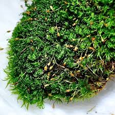 Attēlu rezultāti vaicājumam “Rhabdoweisia fugax”