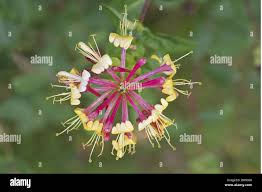 Attēlu rezultāti vaicājumam “Lonicera xylosteum flower”