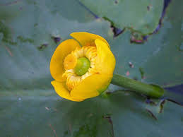 Attēlu rezultāti vaicājumam “Nuphar lutea flower”