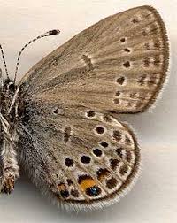 Attēlu rezultāti vaicājumam “Vacciniina optilete”