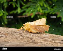 Attēlu rezultāti vaicājumam “Ennomos erosaria”