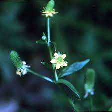 Attēlu rezultāti vaicājumam “Ranunculus sceleratus”