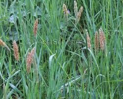 Attēlu rezultāti vaicājumam “Alopecurus pratensis flower”