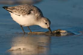 Attēlu rezultāti vaicājumam “Calidris alba adult”