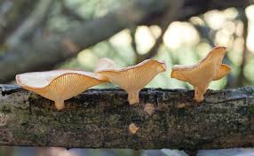 Attēlu rezultāti vaicājumam “Lentinus suavissimus”