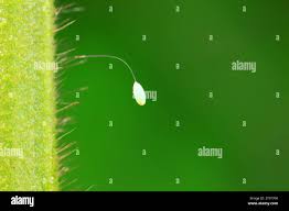 Attēlu rezultāti vaicājumam “Chrysopa eggs”