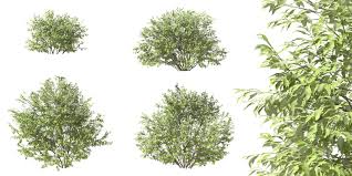 Attēlu rezultāti vaicājumam “Salix myrsinifolia”