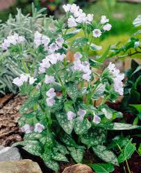 Attēlu rezultāti vaicājumam “Pulmonaria angustifolia leaf”