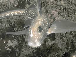 Image result for Hydrolagus colliei