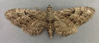 Attēlu rezultāti vaicājumam “Eupithecia pusillata”