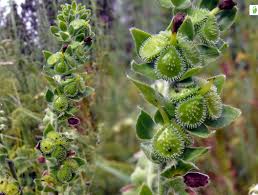 Attēlu rezultāti vaicājumam “Cynoglossum officinale leaf”