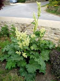 Attēlu rezultāti vaicājumam “Rheum rhabarbarum flower”