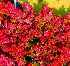 Attēlu rezultāti vaicājumam “Calluna vulgaris”