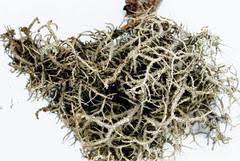 Attēlu rezultāti vaicājumam “Usnea hirta”