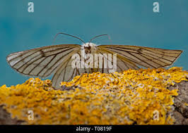 Attēlu rezultāti vaicājumam “Siona lineata”