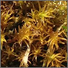 Attēlu rezultāti vaicājumam “Didymodon fallax var. brevifolius”