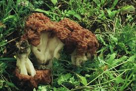 Attēlu rezultāti vaicājumam “Gyromitra esculenta”