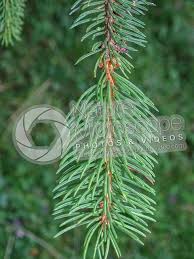 Attēlu rezultāti vaicājumam “Picea abies leaf”